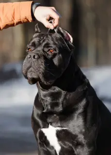 Zdjęcie №2. Usługi krycia cane corso. Cena - Negocjowane