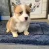 Zdjęcie №1. welsh corgi - na sprzedaż w Jastrzębia Góra | 1632zł | Zapowiedź №13595