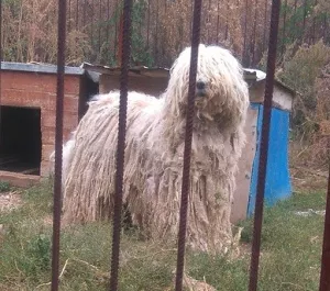 Zdjęcie №3. Komondor. Federacja Rosyjska