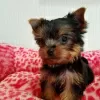 Zdjęcie №1. yorkshire terrier - na sprzedaż w Kolonia | Bezpłatny | Zapowiedź №129458