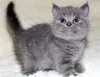 Zdjęcie №1. scottish fold - na sprzedaż w Kraków | negocjowane | Zapowiedź № 76218