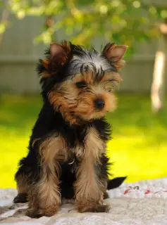 Dodatkowe zdjęcia: Chłopcy Yorkshire terrier na sprzedaż!