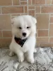 Zdjęcie №3. Samoyed szczeniąt do adopcji. Australia