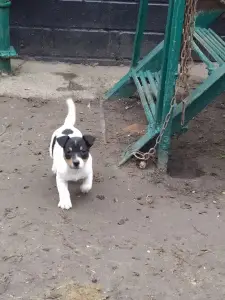 Dodatkowe zdjęcia: Jack Russell Terrier