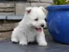 Zdjęcie №2 do zapowiedźy № 36074 na sprzedaż  west highland white terrier - wkupić się Litwa prywatne ogłoszenie