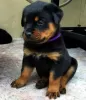 Zdjęcie №1. rottweiler - na sprzedaż w Вилкавишкис | 1188zł | Zapowiedź №40978