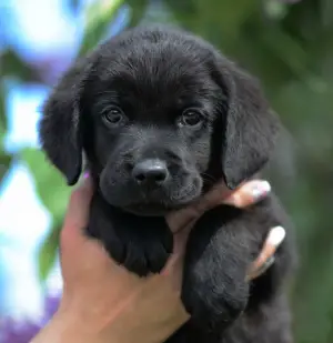 Zdjęcie №2 do zapowiedźy № 2517 na sprzedaż  labrador retriever - wkupić się Federacja Rosyjska 