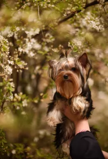 Zdjęcie №1. yorkshire terrier - na sprzedaż w Donieck | 2135zł | Zapowiedź №6247