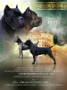 Zdjęcie №1. cane corso - na sprzedaż w Nowosybirsk | negocjowane | Zapowiedź №98502