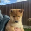 Zdjęcie №3. Beautiful shiba inu. Finlandia