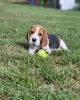 Zdjęcie №3. Piękne szczenięta Beagle. Niemcy