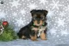 Zdjęcie №1. yorkshire terrier - na sprzedaż w Pforzheim | 2930zł | Zapowiedź №63738