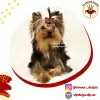 Zdjęcie №1. yorkshire terrier - na sprzedaż w Kijów | 6876zł | Zapowiedź №10175