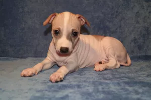 Zdjęcie №1. american hairless terrier - na sprzedaż w Jekaterynburg | negocjowane | Zapowiedź №6898