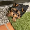 Zdjęcie №1. yorkshire terrier - na sprzedaż w Toulouse | negocjowane | Zapowiedź №10219