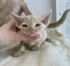 Zdjęcie №1. devon rex - na sprzedaż w Helsinki | 1381zł | Zapowiedź № 72824