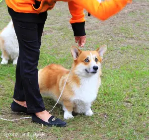 Zdjęcie №3. Welsh Corgi Pembroke Puppies. Federacja Rosyjska