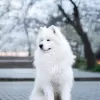 Dodatkowe zdjęcia: Szczeniaki Samoyed