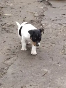 Zdjęcie №3. Jack Russell Terrier. Ukraina