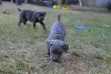 Zdjęcie №3. Sprzedam szczenięta Cane Corso. USA