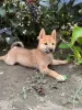 Zdjęcie №3. Szczenięta Shiba Inu. Serbia