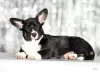 Zdjęcie №1. welsh corgi - na sprzedaż w Zhytomyr | negocjowane | Zapowiedź №36285