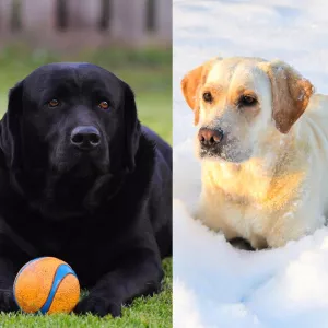 Dodatkowe zdjęcia: Szczeniaki Labradora