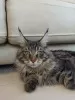 Dodatkowe zdjęcia: Sprzedam kota rasy Maine Coon A-22