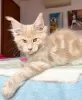 Zdjęcie №1. maine coon - na sprzedaż w Berlin | 2930zł | Zapowiedź № 105629