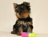 Dodatkowe zdjęcia: Sprzedam szczenięta rasy Yorkshire Terrier