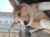 Zdjęcie №1. welsh corgi - na sprzedaż w Ессентуки | negocjowane | Zapowiedź №87336