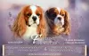 Zdjęcie №4. Sprzedam cavalier king charles spaniel w Stavanger. prywatne ogłoszenie - cena - negocjowane