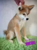 Dodatkowe zdjęcia: Akita Inu