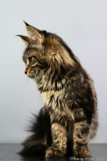 Dodatkowe zdjęcia: Maine Coon