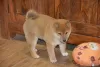 Dodatkowe zdjęcia: Beautiful shiba inu