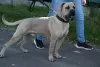 Zdjęcie №2 do zapowiedźy № 13662 na sprzedaż  cane corso - wkupić się Polska hodowca