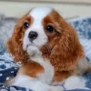 Zdjęcie №3. Szczenięta Cavalier King Charles Spaniel. Federacja Rosyjska