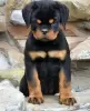 Zdjęcie №1. rottweiler - na sprzedaż w Kowno | negocjowane | Zapowiedź №120705