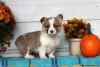 Zdjęcie №2 do zapowiedźy № 63543 na sprzedaż  welsh corgi - wkupić się Grecja 