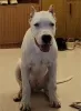 Dodatkowe zdjęcia: Dogo Argentino szczeniaki