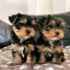 Zdjęcie №1. yorkshire terrier - na sprzedaż w Himanka | negocjowane | Zapowiedź №54799