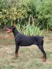 Zdjęcie №1. doberman - na sprzedaż w Obrenovac | 5023zł | Zapowiedź №114628