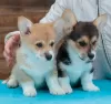 Zdjęcie №3. Szczenięta Pembroke Welsh Corgi. Federacja Rosyjska