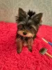 Zdjęcie №1. yorkshire terrier - na sprzedaż w Saratov | 1547zł | Zapowiedź №69405