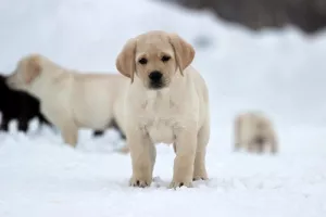 Zdjęcie №3. Brown and Fawn Male Labrador Retriever. Federacja Rosyjska