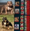 Dodatkowe zdjęcia: American Bully Pocket szczenięta