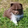 Zdjęcie №3. Dostępne szczenię pomeranian. USA