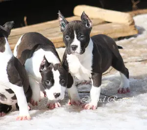 Zdjęcie №3. Szczenięta Amstaff z ritomnik. Federacja Rosyjska