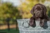 Dodatkowe zdjęcia: Sprzedam szczenięta rasy labrador retriever