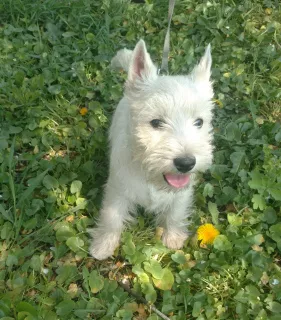 Zdjęcie №2 do zapowiedźy № 6330 na sprzedaż  west highland white terrier - wkupić się Ukraina od żłobka